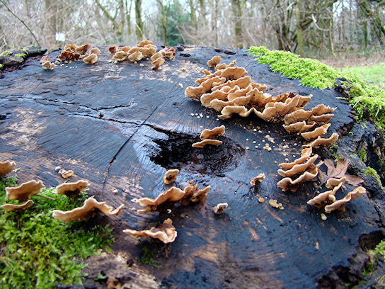 hairy curtain crust